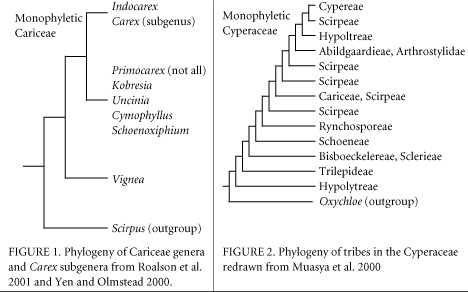 Carex systematics figure