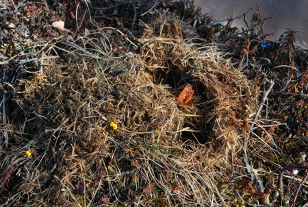tussock in OTC dug up by vole