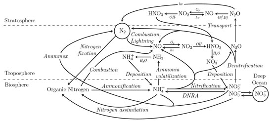 ammonification  reaction